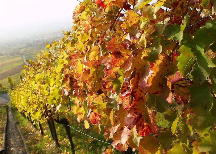 Apartament Gaestehaus Steuer