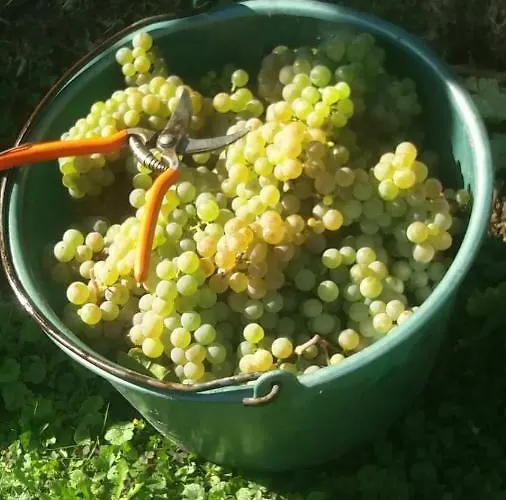 Gaestehaus Steuer Lägenhet *